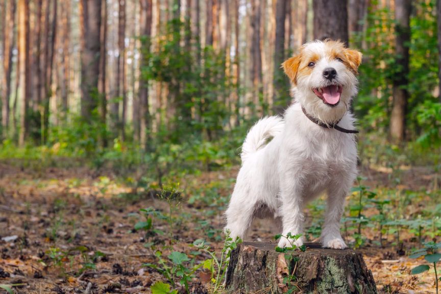 JRT - pies z grupy terierów