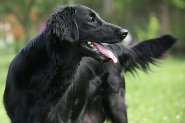 Zanim kupisz flat coated retrievera