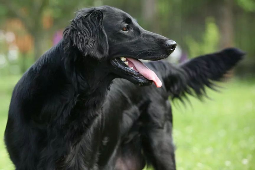 Zanim kupisz flat coated retrievera