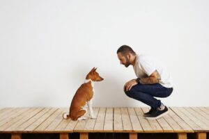 Pan i basenji