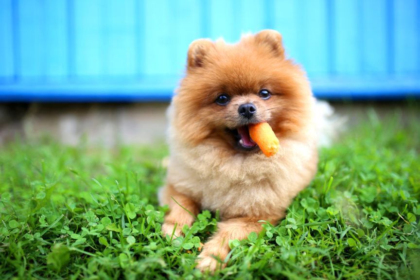 Pomeranian z marchewką