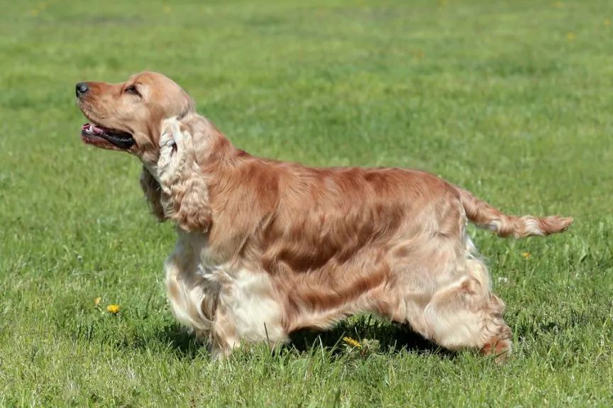 Cocker spaniel angielski w pozie wystawowej