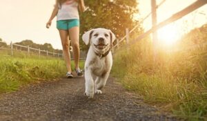 Szczeniak labradora idzie ścieżką