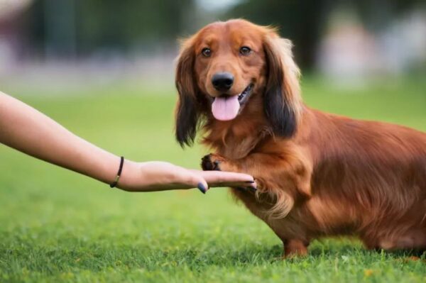 zanim kupisz jamnika