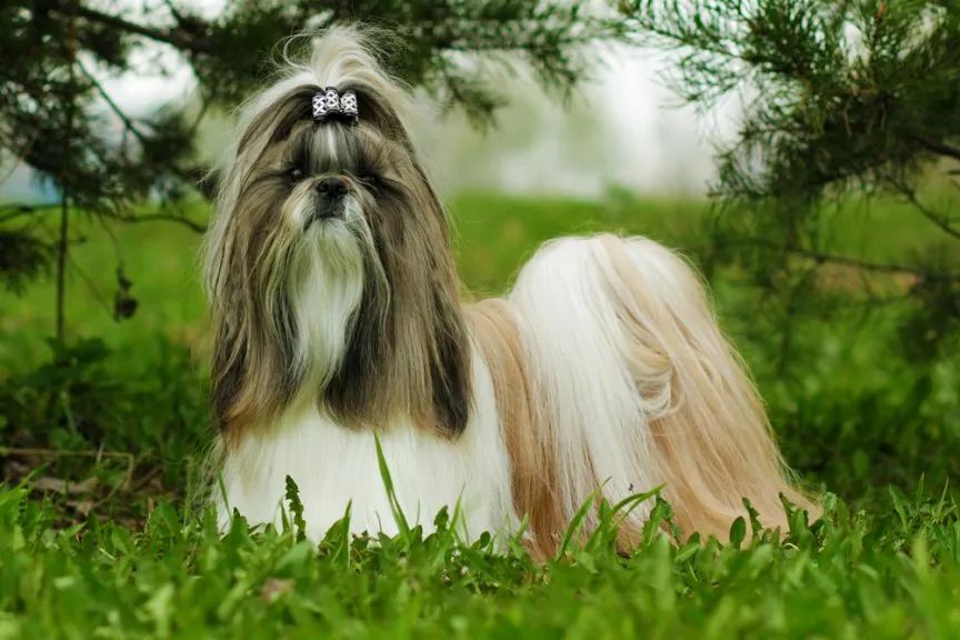 Shih tzu w pozie wystawowej