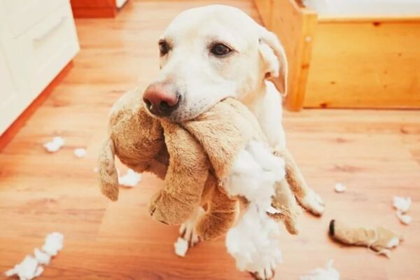 Czystość w psim domu