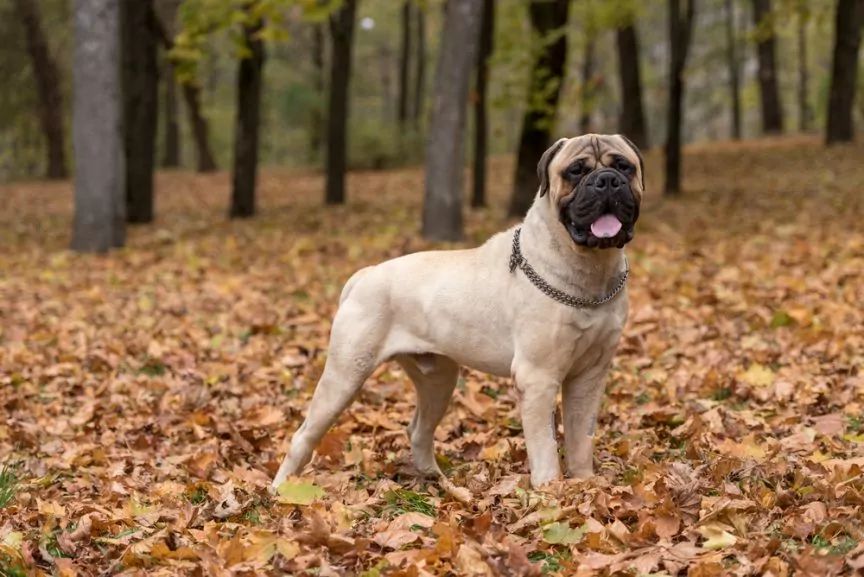 Bullmastiff w lesie