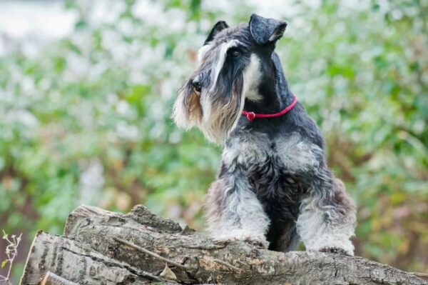 Zanim kupisz sznaucera miniaturowego