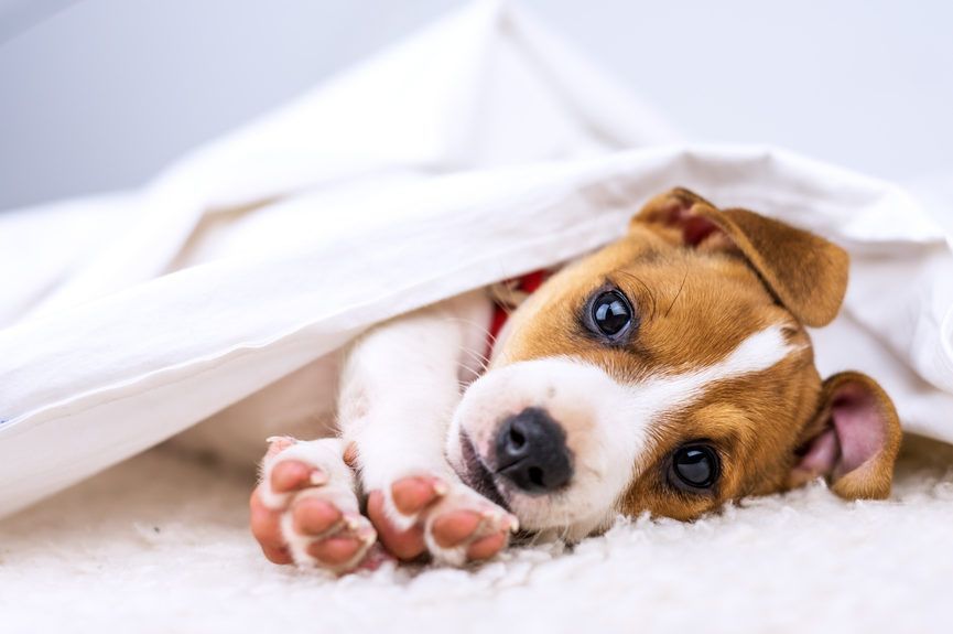 Szczeniak Jack Russell leży pod białym kocem