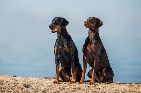 Dwa psy rasy Doberman pozują nad wodą