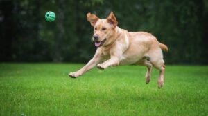 Labrador biegnie za piłką