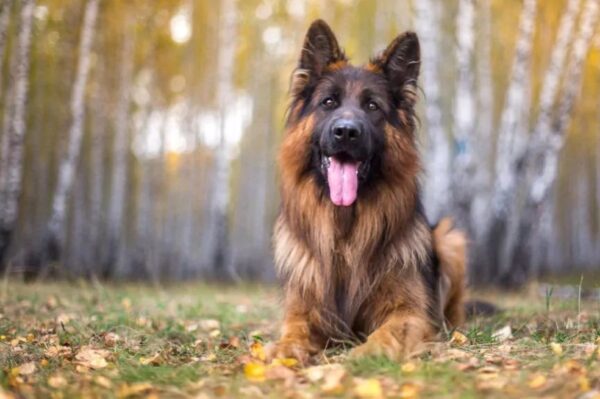 Niemcy - dookoła świata na czterech łapach