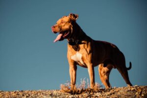Pitbul stoi na wzgórzu na tle nieba