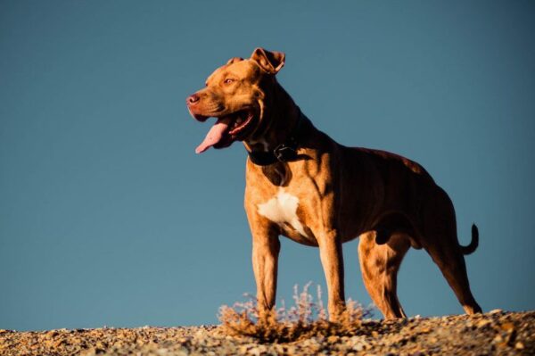 Pitbul stoi na wzgórzu na tle nieba