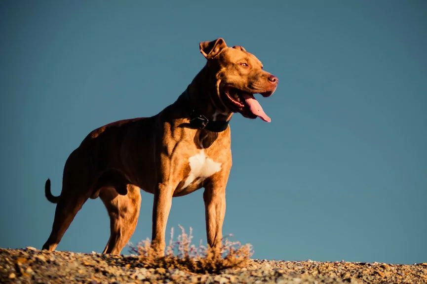 Amerykański pitbulterier (pitbul)