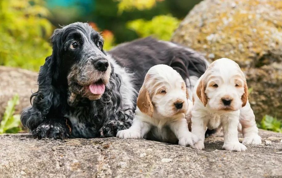 Suczka ze szczeniakami, kastracja