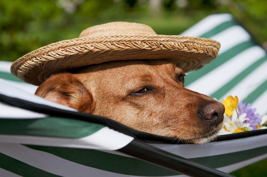 jak chronić psa przed upałem