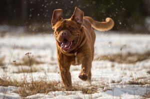 Zanim kupisz dogue’a de Bordeaux