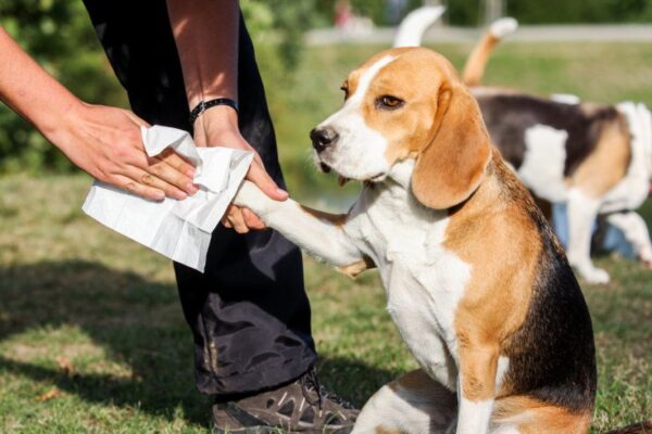 skaleczona poduszka u psa