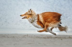 Biegnący collie