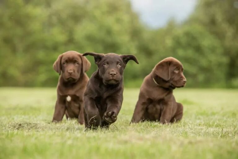 LABRADOR RETRIEVER - Rasy psów - Psy.pl