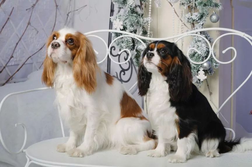 Dwa psy rasy cavalier king charles spaniel
