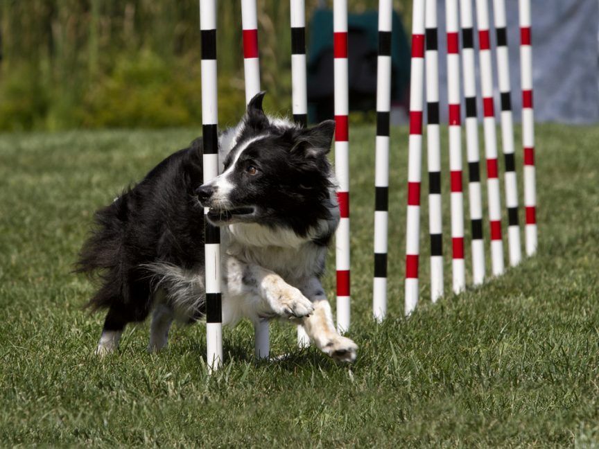 agility