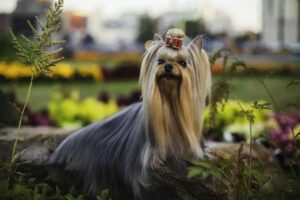 Pokochać kieszonkowca, yorkshire terrier