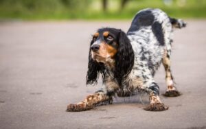 Pies zaprasza do zabawy