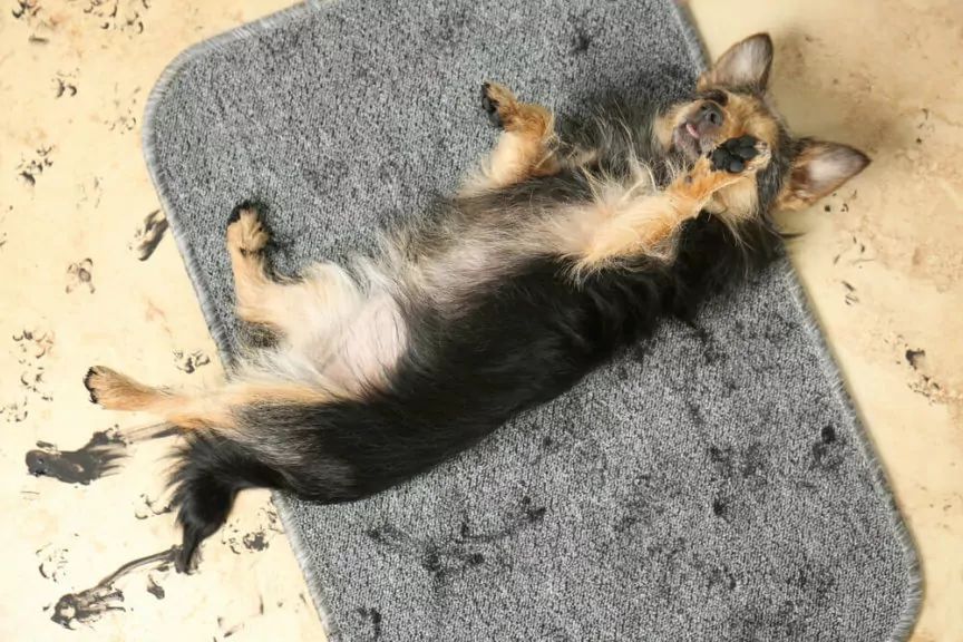 jak sprzątać zapsione mieszkanie