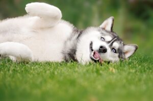 Husky leży na trawie