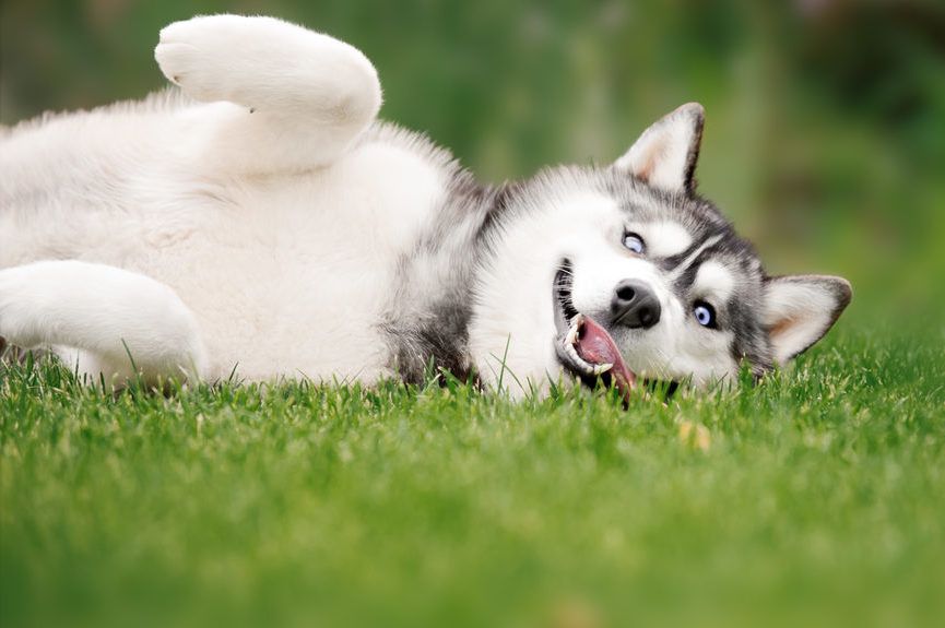 Husky leży na trawie