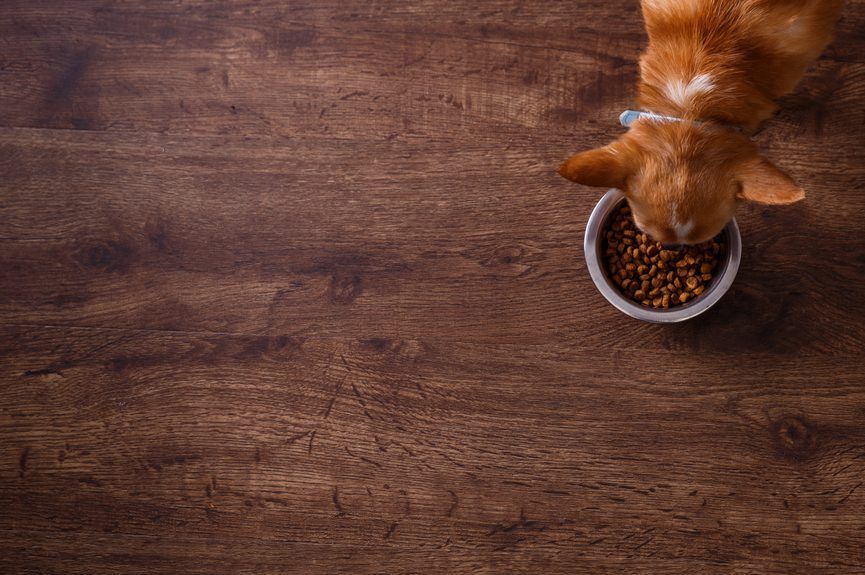 Pies je z miski