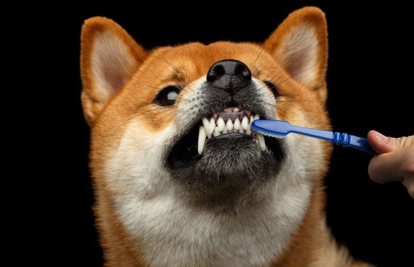 Akita ze szczoteczką do zębów