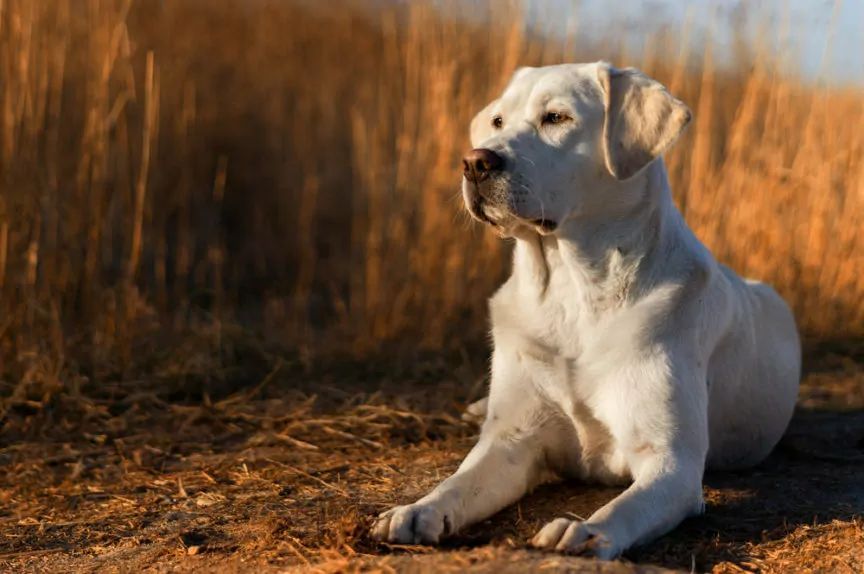 Hodowla labradorów