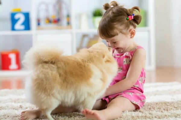 słodkie psy, pomeranian z dziewczynką