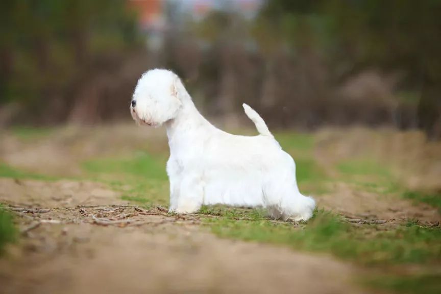 Firanka, west highland white terrier