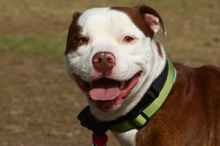 pitbul red nose\