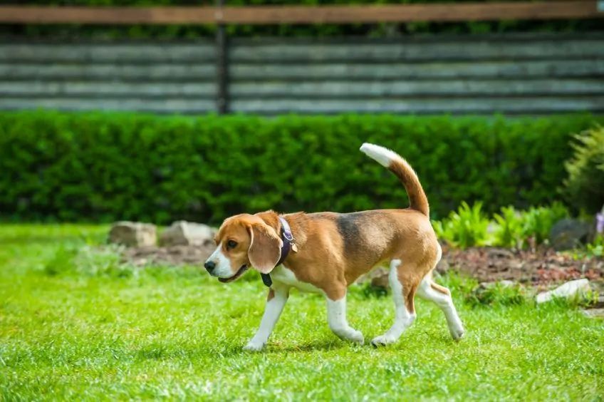 Beagle