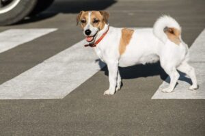 Jack Russell Terier stoi na przejściu dla pieszych