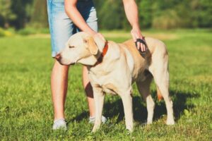 Jak pielęgnować labradora retrievera