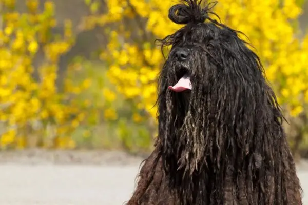 bergamasco na tle drzewa