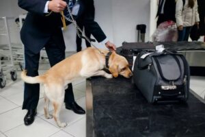 Labrador przeszukuje torbę