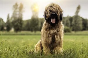 9. miesiąc życia psa - briard