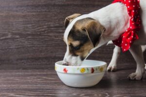 Jack russell je z miski