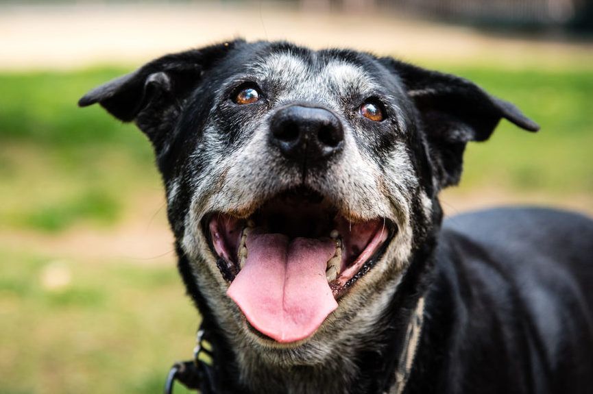 Starsze psy cenniejsze niż złoto