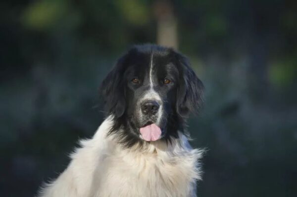 Dlaczego mój pies to robi