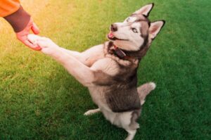 Husky stoi na tylnych łapach