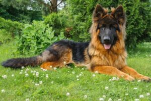 8. miesiąc życia psa