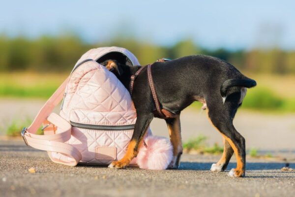 Piesek zagląda do rózowego plecaka